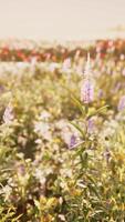 een levendig veld- gevulde met kleurrijk bloemen video