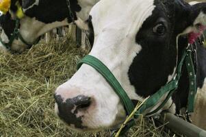 Cows on dairy farm. Cattle feeding with hay. Concept of farming and animal husbandry. Herd of cows eating hay cowshed in animal farm. Meat and milk industry. Organic production, sustainable lifestyle photo