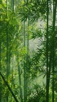 un lozano y vibrante bambú bosque en China video