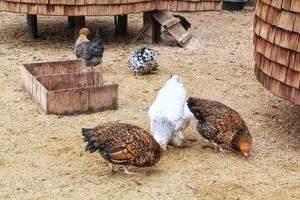 Free-range egg-laying chicken farming and agriculture outdoor for free range eating. Organic sustainable farm. Poultry pet small business on backyard rural. Hen cock on countryside farmyard photo