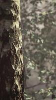 ein Baum im das Mitte von ein nebelig Wald video