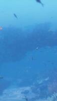 ein Gruppe von Fisch Schwimmen um ein Koralle Riff video