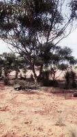 een sereen landschap met bomen in een rustiek veld- video
