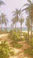 A serene beach with palm trees swaying in the breeze video