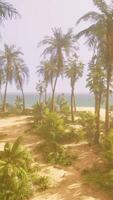 A serene beach with palm trees swaying in the breeze video