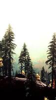 A serene forest with towering pine trees video