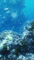 underwater scene with a multitude of fish swimming around a colorful coral reef video