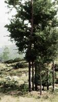 un' lussureggiante verde foresta pieno con alto alberi video