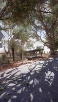 une serein paysage avec des arbres et une tranquille corps de l'eau video