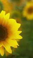 geweldig tafereel van levendig geel zonnebloemen in de avond video