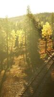 resistido ferrocarril pistas corriendo mediante un denso pino bosque a puesta del sol video