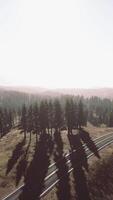 vista aerea naturale sulla strada e sulla foresta nel periodo autunnale video