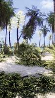 Tropical paradise with white sand and palm trees video