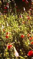 Multicolored flowering summer meadow with red pink poppy flowers video