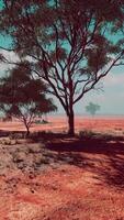 africano paesaggio con un' bellissimo acacia alberi video