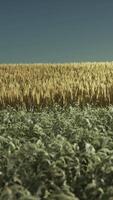 campo de trigo agrícola bajo la puesta de sol video