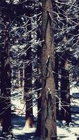 puesta de sol o amanecer en el bosque de pinos de invierno cubierto de nieve video