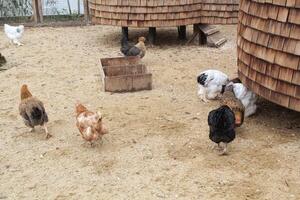 Free-range egg-laying chicken farming and agriculture outdoor for free range eating. Organic sustainable farm. Poultry pet small business on backyard rural. Hen cock on countryside farmyard photo