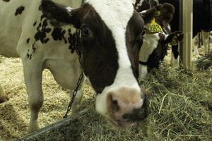 vacas en lechería granja. vacas alimentación con heno. concepto de agricultura y animal agricultura. manada de vacas comiendo heno establo en animal granja. carne y Leche industria. orgánico producción, sostenible estilo de vida foto