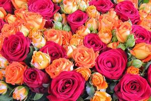 Natural fresh pink and peach orange roses, flowers pattern wallpaper. Close up roses bunch. Wedding bouquet photo