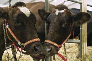 Cows on dairy farm. Cattle feeding with hay. Concept of farming and animal husbandry. Herd of cows eating hay cowshed in animal farm. Meat and milk industry. Organic production, sustainable lifestyle photo