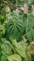 betel leaves or Piper sarmentosum Roxb or Chaplo leaves photo