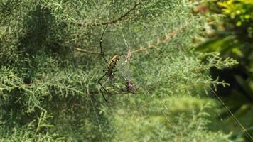 a spider that is preying on its prey in its spider web photo