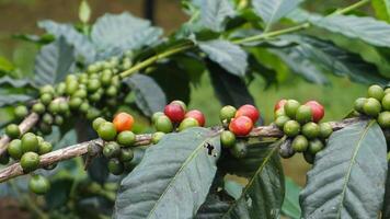 Coffee bean plant in nature. This Arabica coffee has many authentic flavors and aromas photo