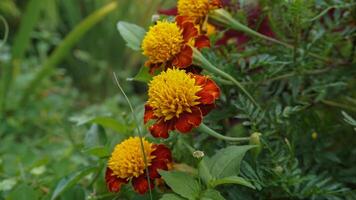 beautiful marigold flowers with nature background photo