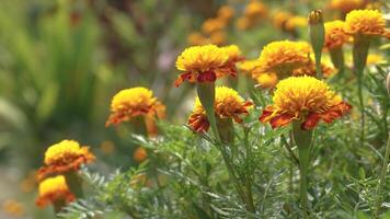 beautiful marigold flowers with nature background photo