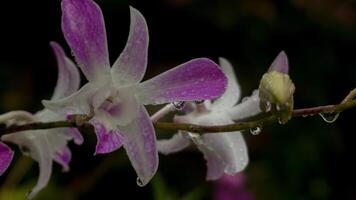 Orchid flowers, nature background, atmosphere after rain photo