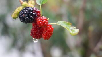 Mulberries after the rain, in Indonesia we call them Murbei. Blackberries Ripe berries and unripe berries photo