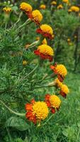 beautiful marigold flowers with nature background photo