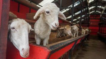 oveja o domba en el animal bolígrafo en preparación para sacrificio en eid al-adha foto