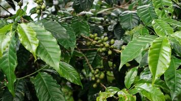 Coffee bean plant in nature. This Arabica coffee has many authentic flavors and aromas photo