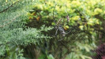 a spider that is preying on its prey in its spider web photo