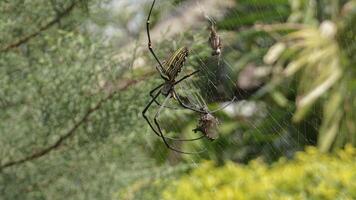 a spider that is preying on its prey in its spider web photo