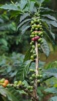 Coffee bean plant in nature. This Arabica coffee has many authentic flavors and aromas photo