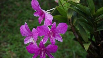 orquídea flores, naturaleza fondo, atmósfera después lluvia foto