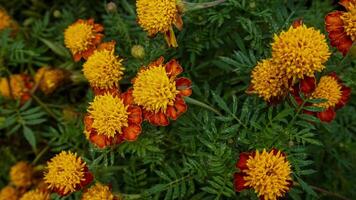 beautiful marigold flowers with nature background photo