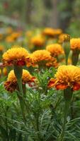 beautiful marigold flowers with nature background photo