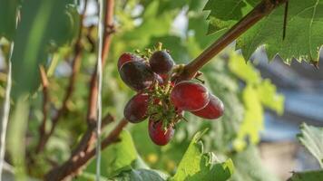 grape tree with its fruit photo