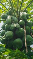 green papaya fruit on the tree photo