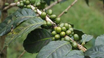 Coffee bean plant in nature. This Arabica coffee has many authentic flavors and aromas photo