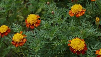 hermosa maravilla flores con naturaleza antecedentes foto