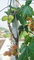 uva árbol con sus Fruta foto