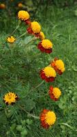 beautiful marigold flowers with nature background photo