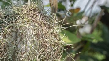 Spanish moss or musa root is a flowering plant that often grows on large trees photo