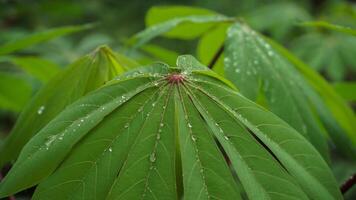 mandioca hojas son verde después lluvia, mojado con agua gotas foto