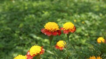 beautiful marigold flowers with nature background photo